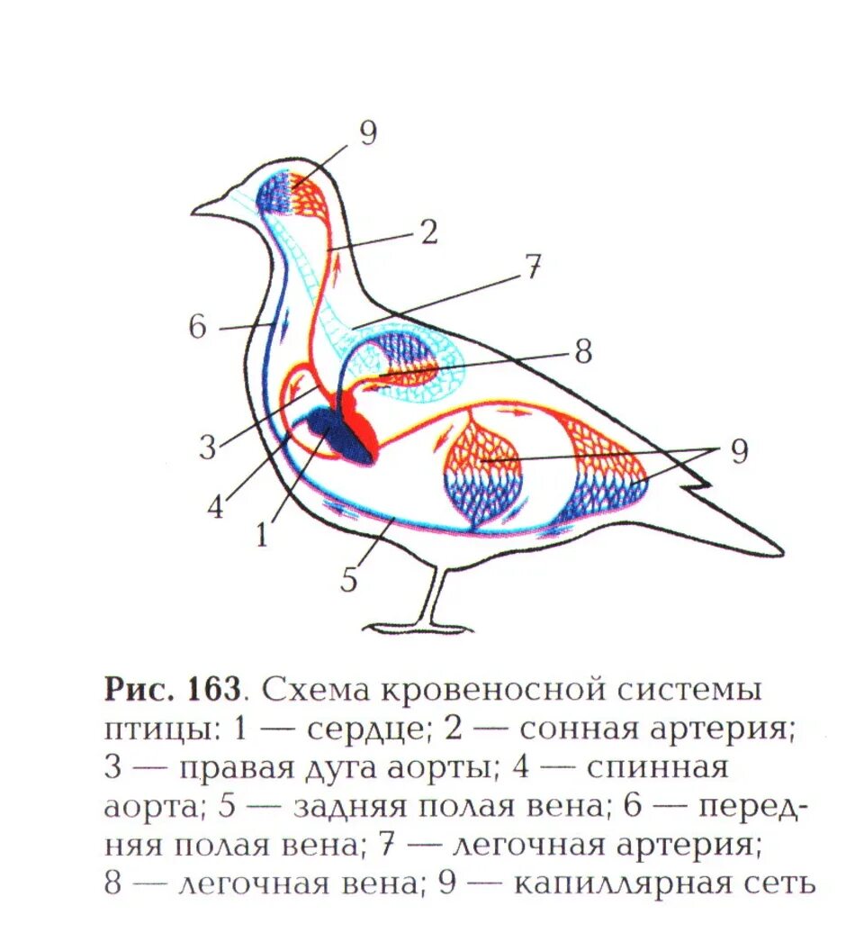 Схема строения кровеносной системы птиц. Схема строения кровеносной системы голубя. Кровеносная система птиц схема с подписями. Схема кровеносной системы птицы схема. Органы кровообращения у птиц