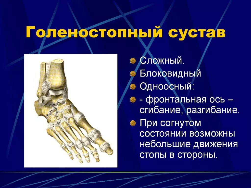 Голеностопный сустав поверхности. Голеностопный сустав классификация сустава. Голеностопный сустав кости образующие сустав таблица. Голеностопный сустав анатомия характеристика. Голеностопный сустав строение форма.