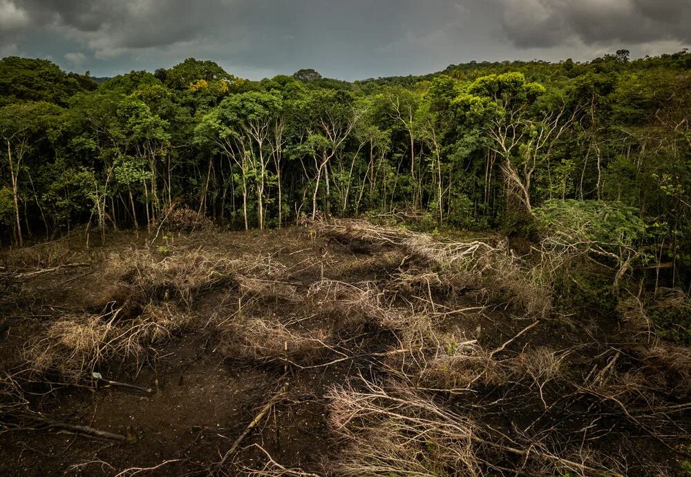 Обезлесение тропических лесов. Вырубка тропических лесов. Уничтожение тропических лесов. Сухие тропические леса.