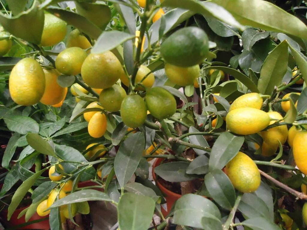 Цитрус кумкват. Кумкват мини мандарин. Кумкват как вырастить. Цитрофортунелла мандарин. Кумкват косточки.