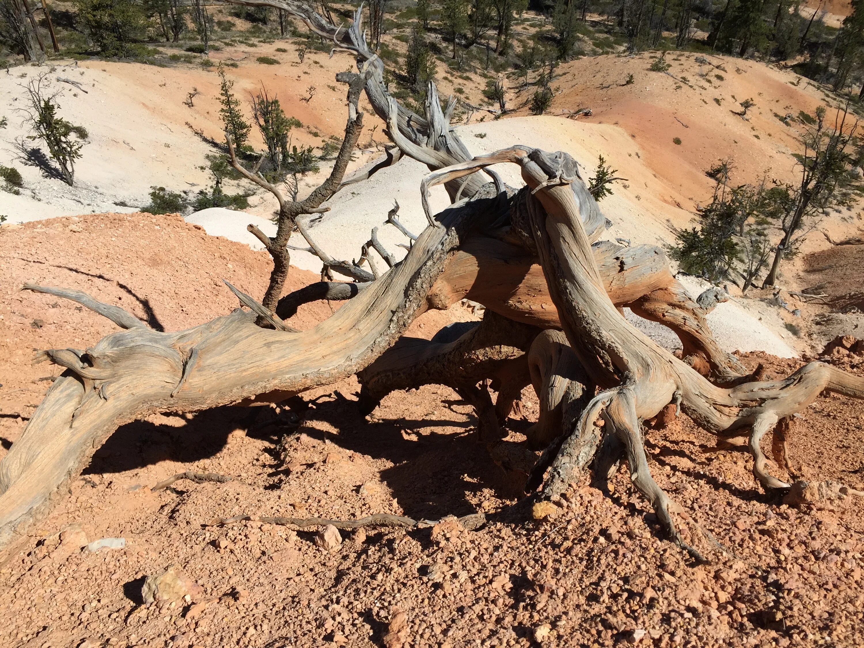 Пустыня пейзаж. Пустыня. Дерево аль гаркад. Deserted wood. Deserted wood.