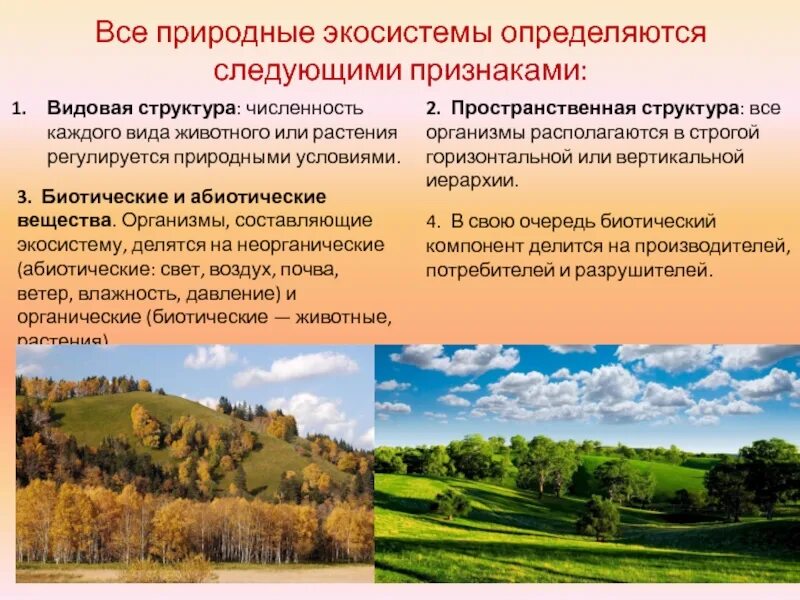 Видовое разнообразие поля
