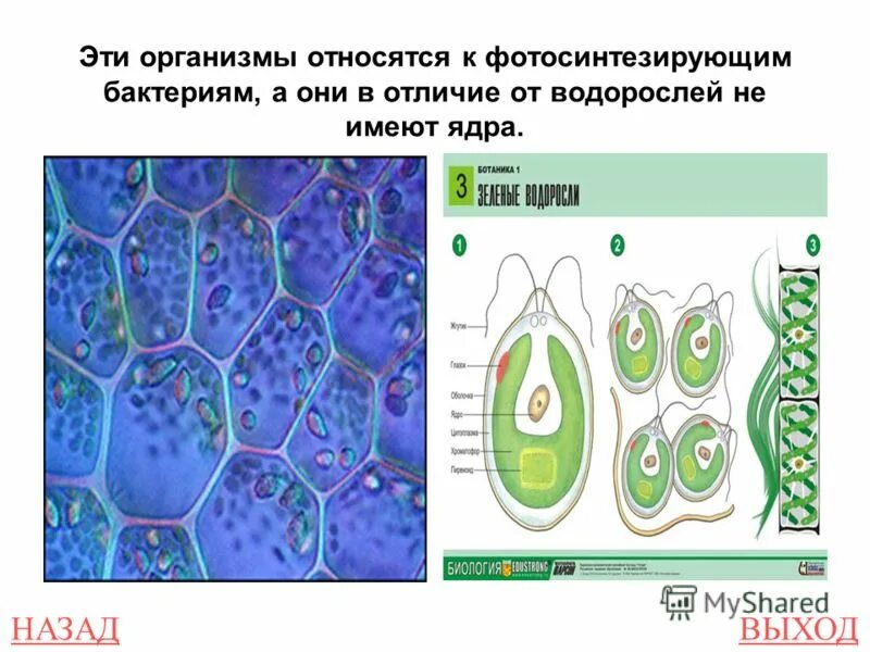 Какой организм относят к бактериям. Одноклеточный микроорганизм прокариоты. Бактериология наука изучающая бактерии. Бактерии относятся к прокариотам. Бактерии прокариоты примеры.