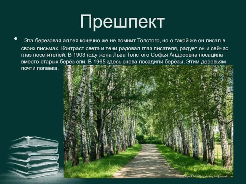 Места толстого. Ясная Поляна Березовая аллея. Толстой Ясная Поляна Прешпект. Аллея Прешпект в Ясной Поляне. Музей Ясная Поляна Березовая аллея.