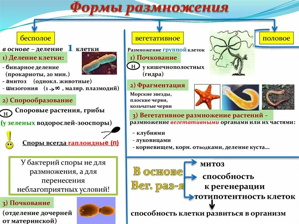 Каковы особенности бесполого размножения 6 класс