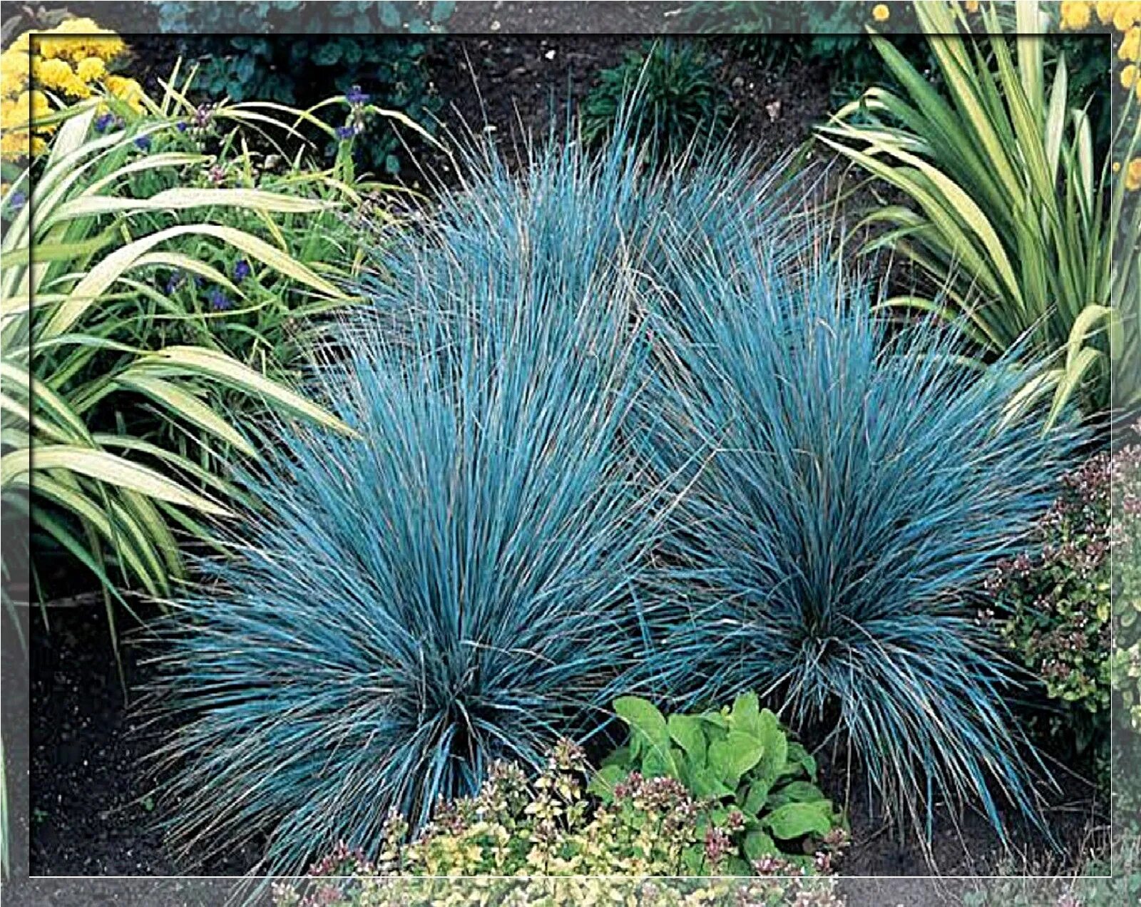 Овсяница сизая (festuca glauca). Овсяница фестука. Овсяница фестука сизая. Овсяница сизая синичка. Овсяница фестука сизая.