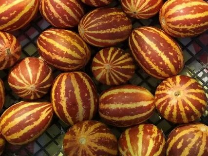 Вьетнамская дыня семена
