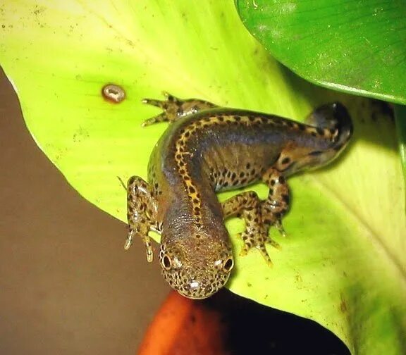 Тритоны слушать. Обыкновенный тритон. Тритоны слушать. Испанский иглистый тритон. Тритоны слушать.