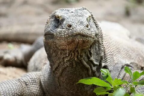 Comodo dragon