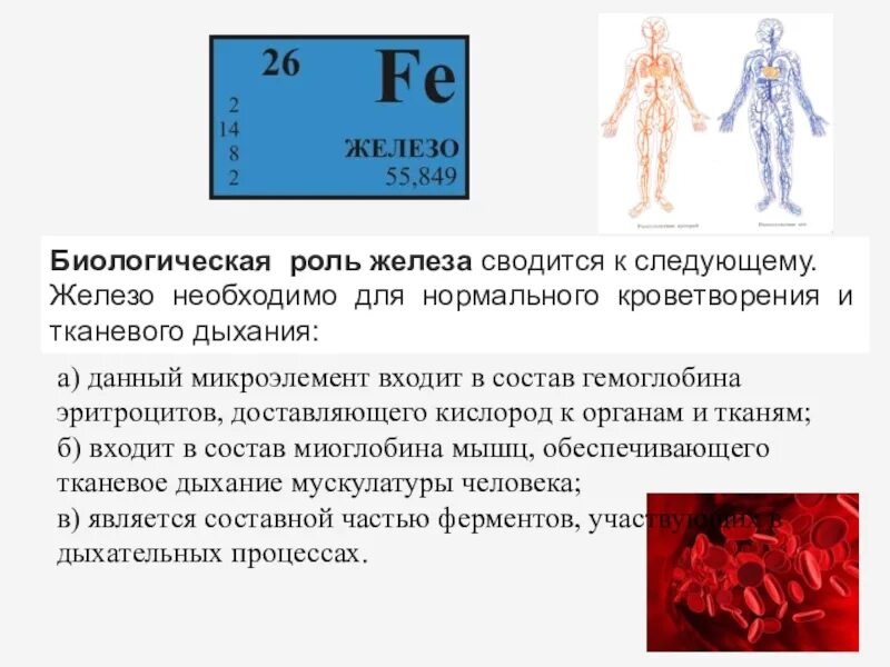 Для чего нужны железы в организме. 1.Биологическая роль железа и его соединения. Биологическое значение железа кратко. Биологическая роль желозо. Роль железа в живых организмах.