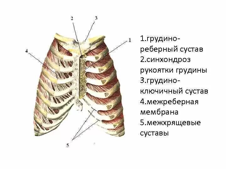 Соединение между ребрами. Грудинорёберный синхондроз. Суставы грудной клетки анатомия. Мышцы грудино реберного сустава. Синхондроз грудины.
