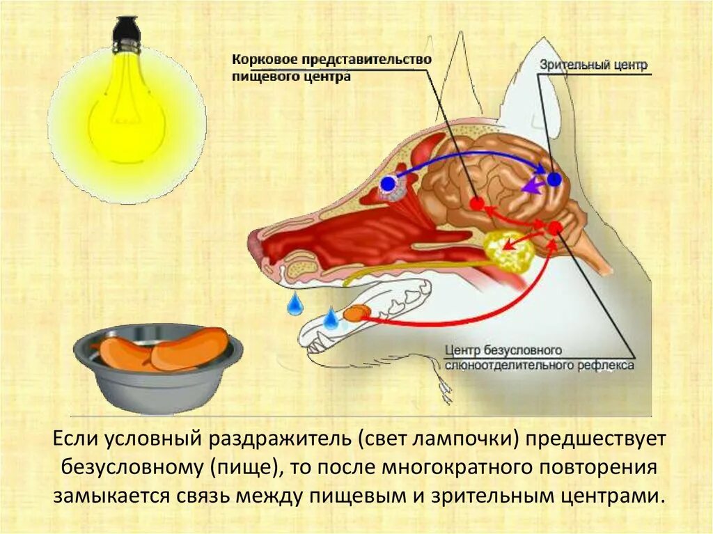 Регуляция у амфибий. Центр регуляции пищеварения у рептилий. Регуляция пищеварения отдел мозга. Центр регуляции пищеварения у земноводных. Пищевой центр в мозге