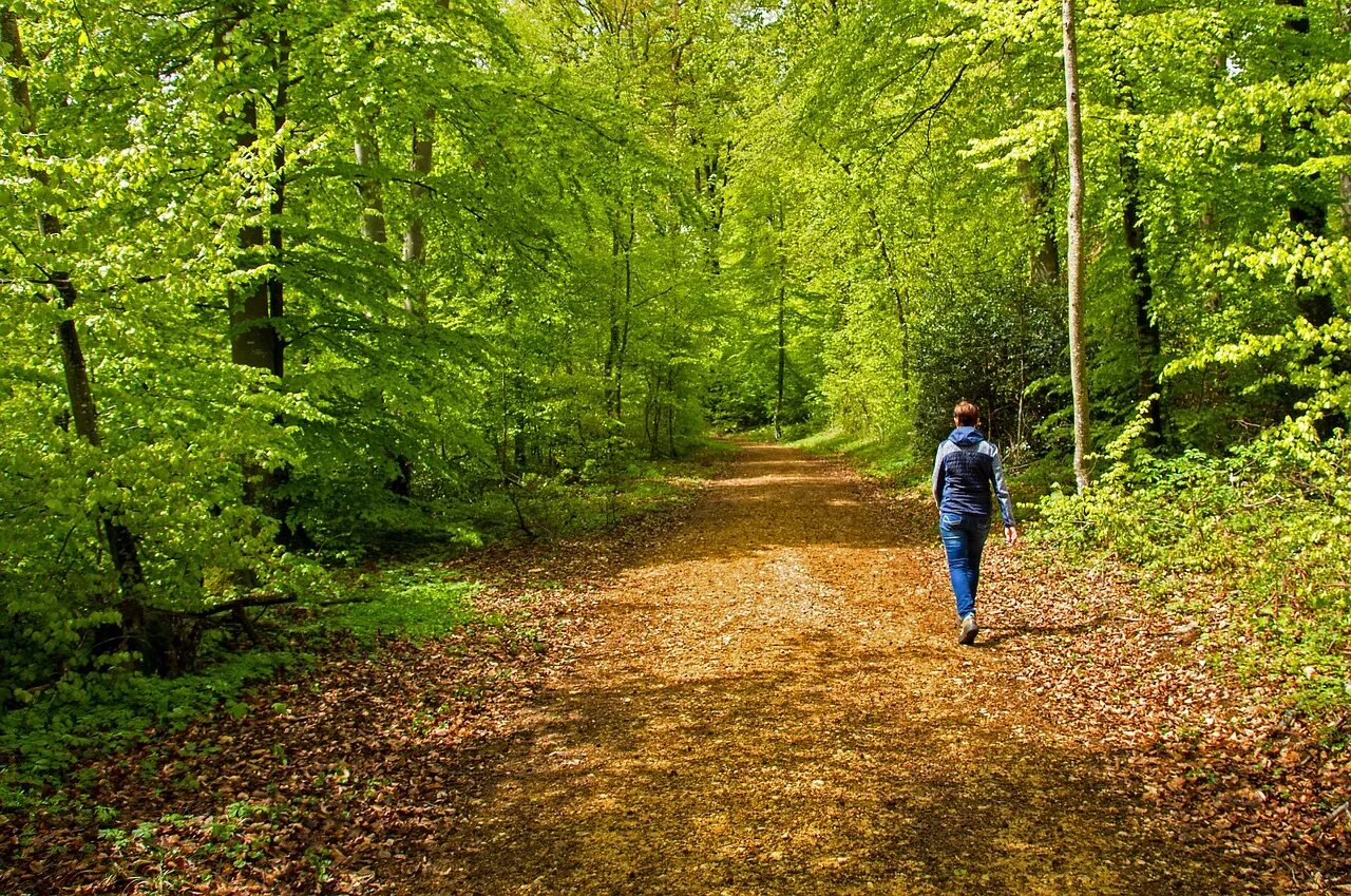 Прогулка в лесу. Пешие прогулки по лесу. Прогулка на природе. Гулять по лесу.
