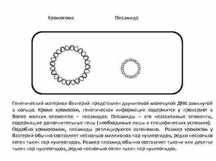 Наследственный материал представлен нуклеоидом
