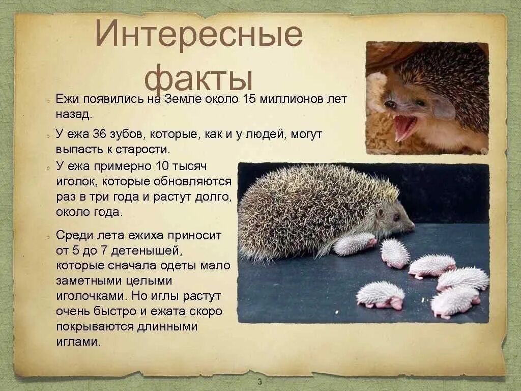 Интересная информация про проект Деревья. Удивительные факты из жизни деревьев презентация онлайн