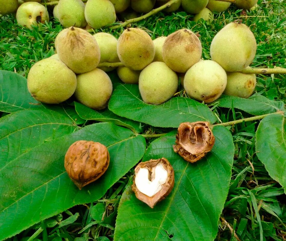 Сколько растет орех. Орех маньчжурский (Juglans mandshurica). Орех маньчжурский (Juglans nigra l.). Маньчжурский орех Ланкастерский. Дальневосточный маньчжурский орех.