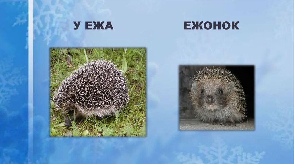 Ежонок суффикс
