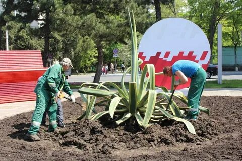 Зеленстрой анапа