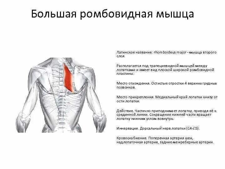 Ромбовидная мышца спины упражнения. Большая ромбовидная мышца m. rhomboideus Major. Упражнения для укрепления ромбовидной мышцы спины. Прокачка ромбовидных мышц спины.