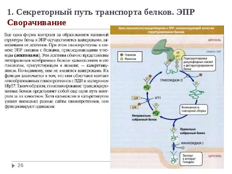 Сборка белка происходит. Секреторный путь белков. Секреторные белки. Транспорт и секреции белка.