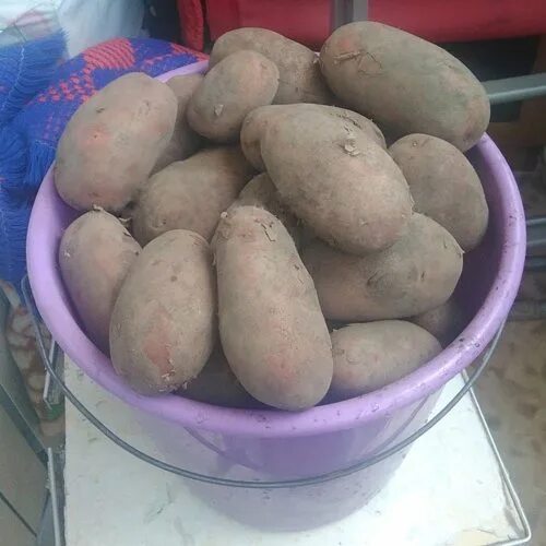 Картофель сорт родриго. Картофель семенной родриго. картофель сорт родриго характеристики. картофель родриго описание сорта.