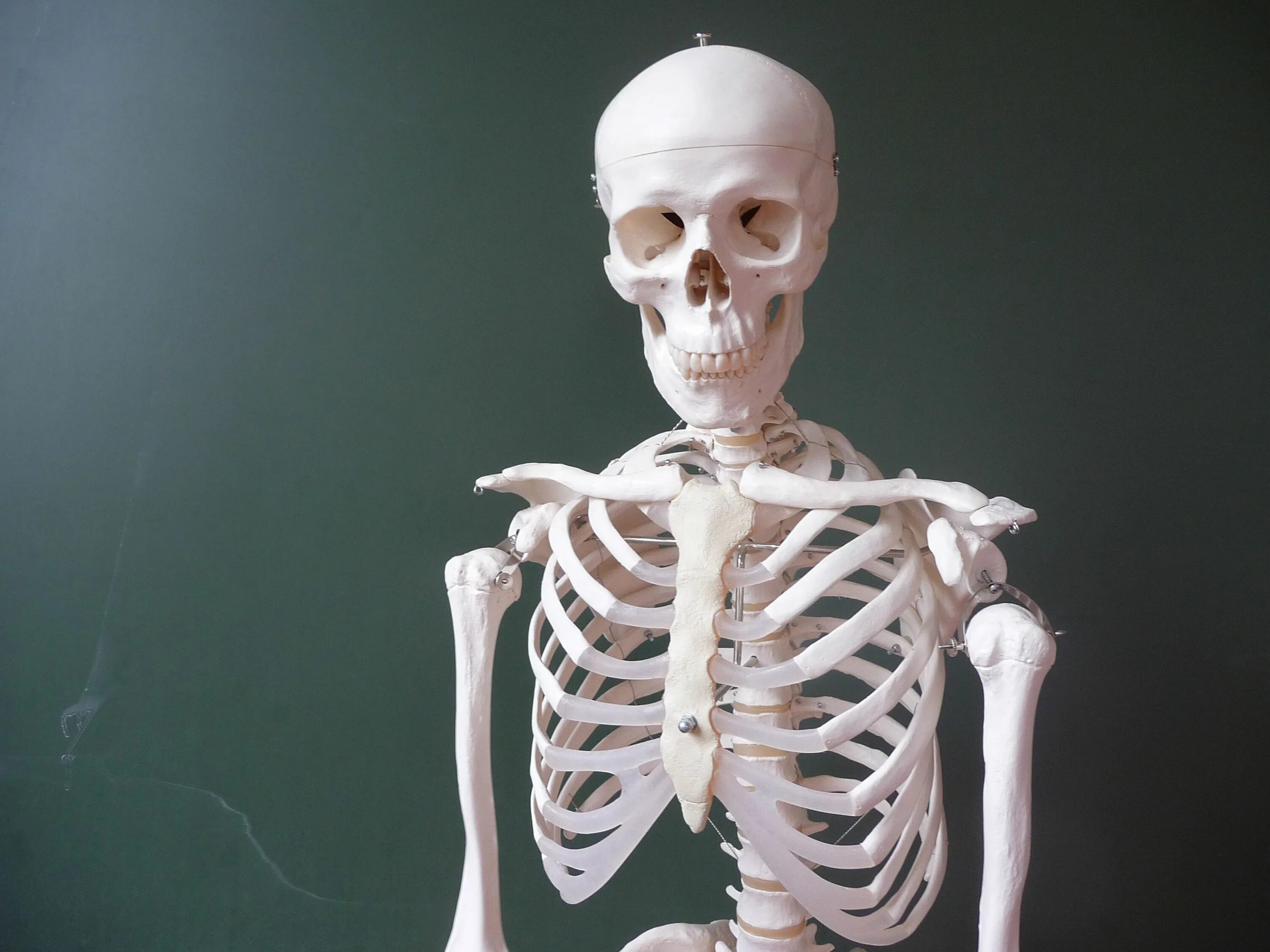 Скелет. Человеческий скелет. Кости человека. Кости человеческого скелета.