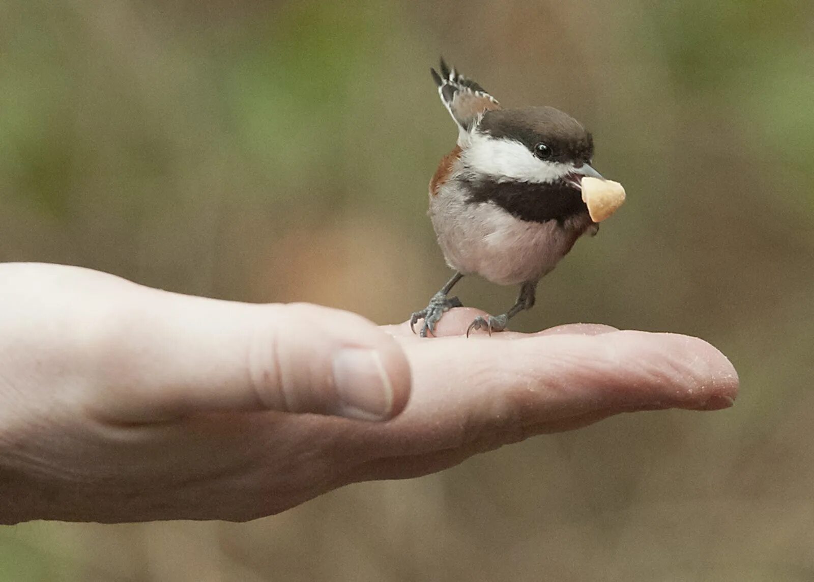 Птица в пространстве. A Bird in the hand. Эллен Галлахер Bird in hand. Feeding Birds. Bird in hand