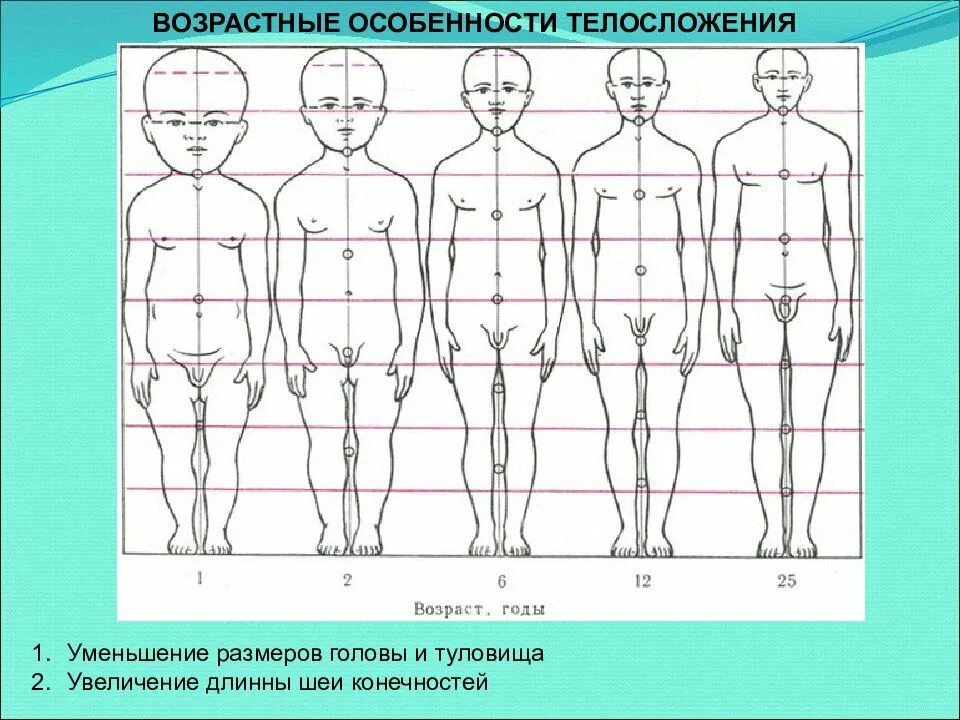 У взрослого человека размер головы занимает. Соотношение головы и туловища. Пропорции человека в разном возрасте. Пропорции тела ребенка и взрослого. Пропорции телосложения человека.
