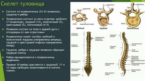 Позвонок туловища