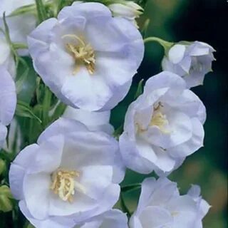 Country bells