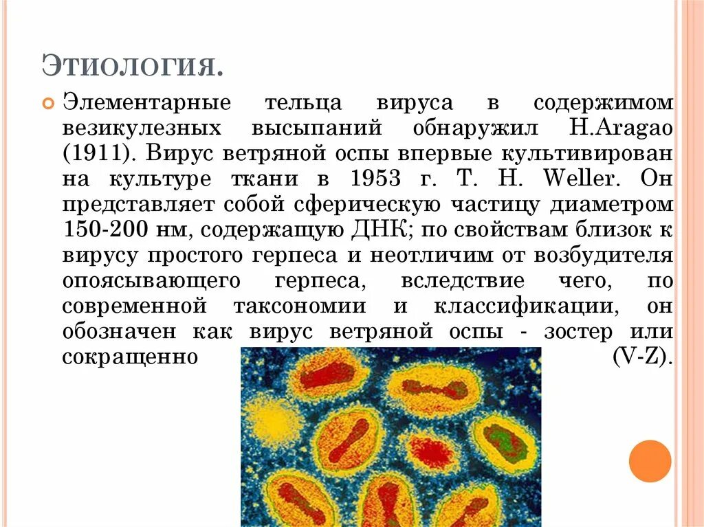 Натуральная оспа возбудитель. Вирус натуральной оспы этиология. Возбудитель натуральной оспы микробиология. Натуральная оспа пути передачи. Патогенез ветряной оспы схема.