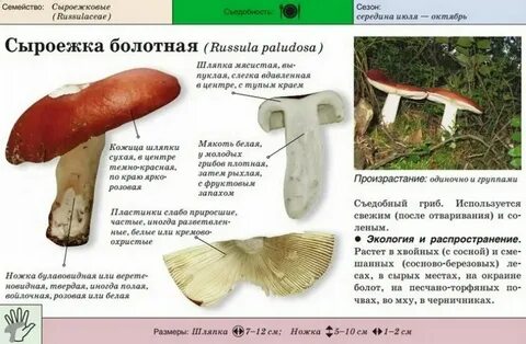 Сыроежки разбор по составу