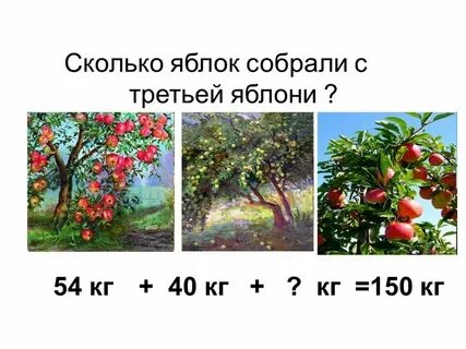 Сколько продолжительность жизни яблони