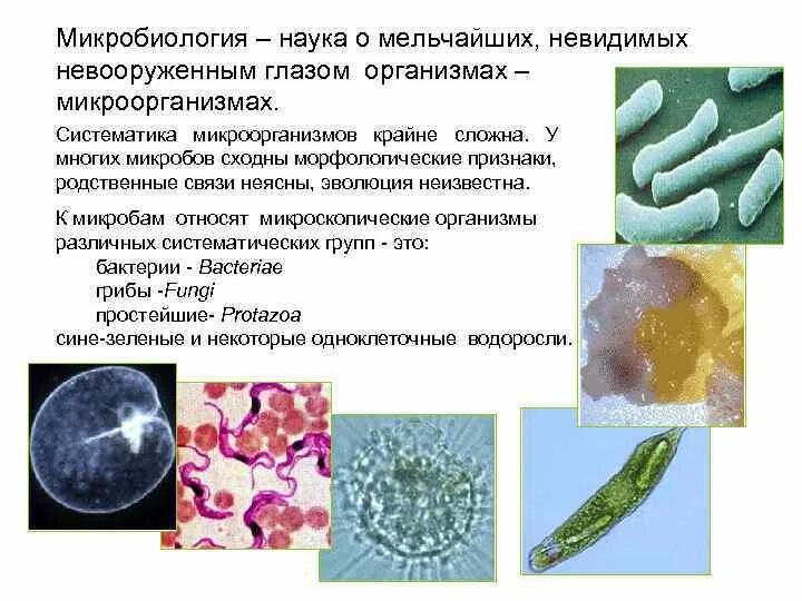 Микроорганизмы микробиология. Микробиология наука о микробах. Микробиология наука о микроорганизмах. Бактерии невооруженным глазом. К какой группе относятся микроорганизмы обитающие