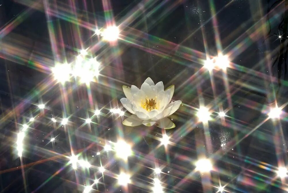 Волшебный цветок. Фрактал лотос. Цветы в ладонях. Сказочные цветы. Сказочные цветы.