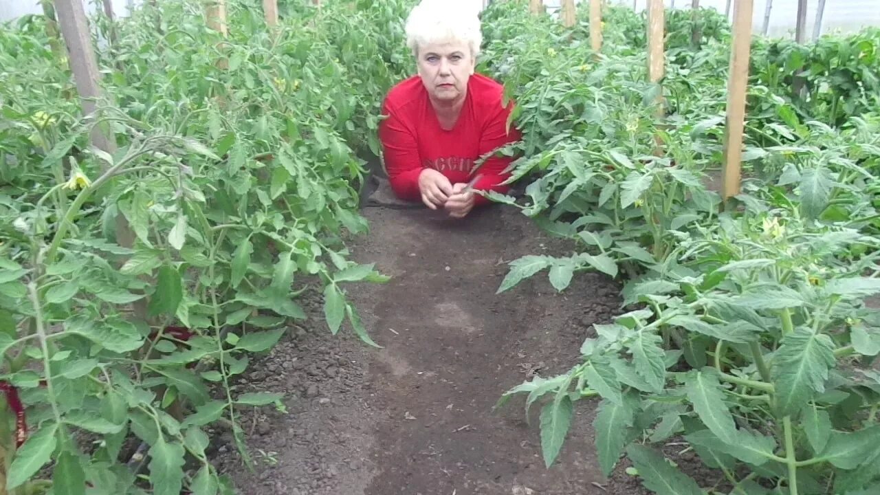 Когда надо обрезать листья у томатов. Обрезка листьев у томатов. обрезка листьев у помидор. обрезать листья у помидор в теплице.