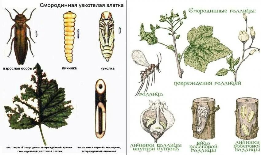 Как бороться со стеклянницей