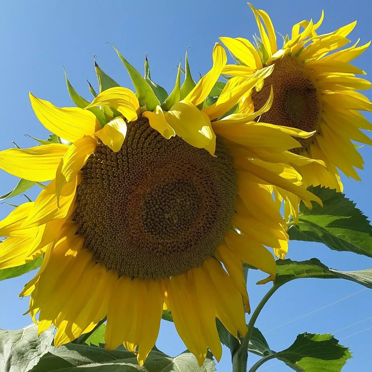 Download free photo of Sunflower,large,round,petals,yellow - from needpix.com