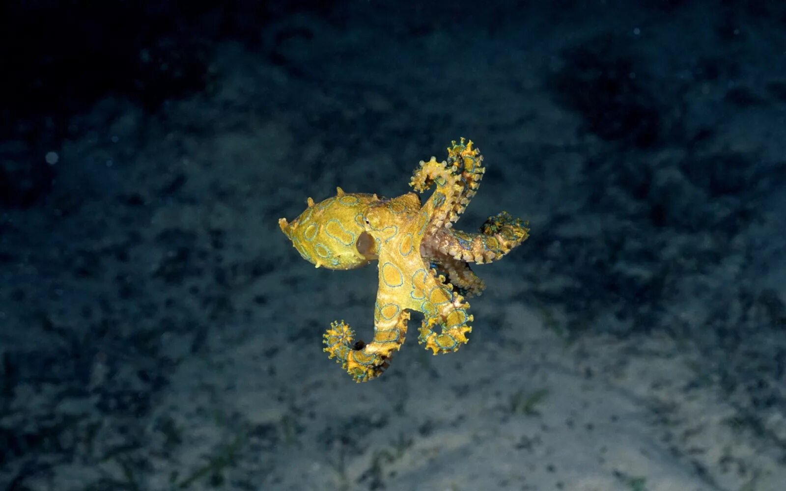 желтый осьминог. ядовитый синекольчатый осьминог. желтый осьминог. синекольчатый осьминог австралия. желтый осьминог.