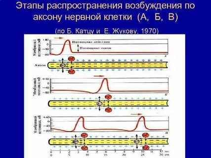 Распространение нервного импульса