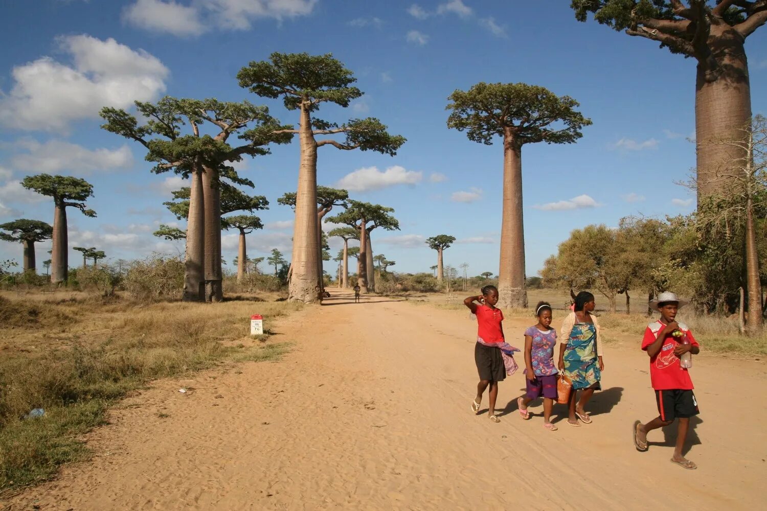 Остров Мадагаскар 2022. Африка остров Мадагаскар. Остров затерянных баобабов. Морондава Мадагаскар. Экспедиции мадагаскар
