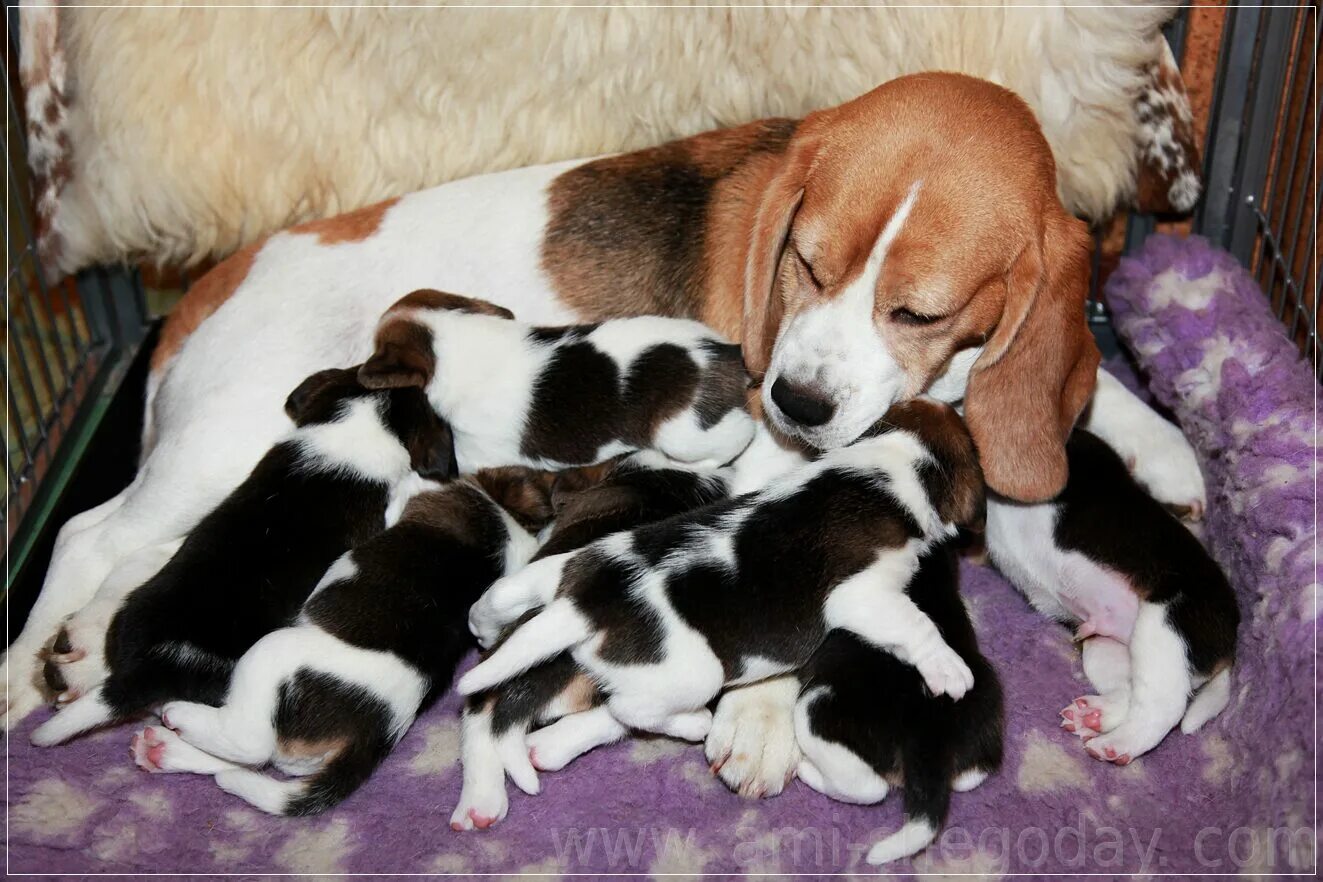 Бигль новорожденные щенки. Бигль рожает. Щенки родившиеся бигли. Беременная собака бигль. Сколько щенков бигля.