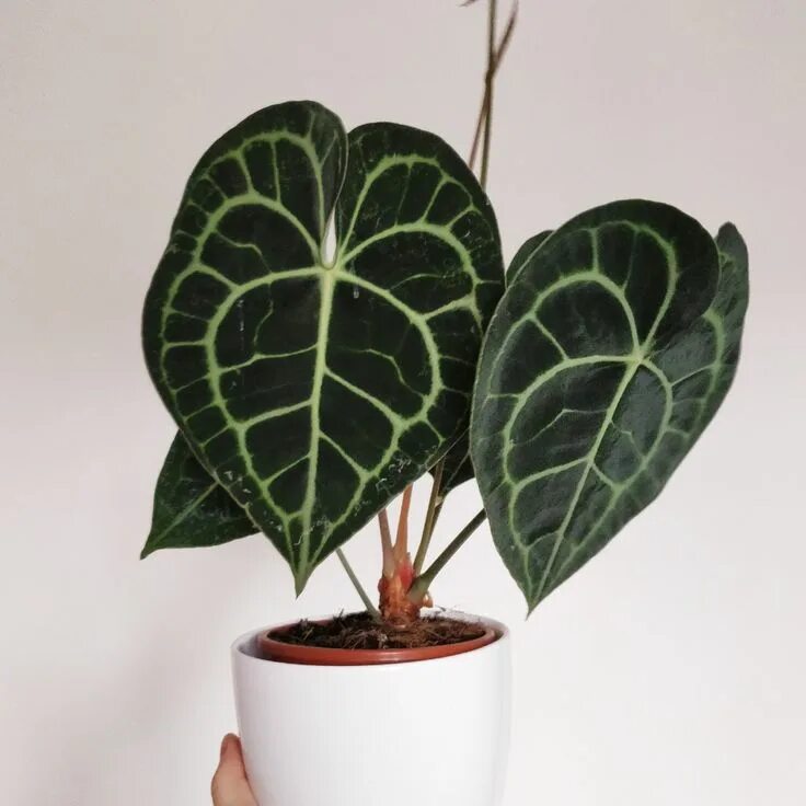 NSE Tropicals Anthurium plant, Unusual plants, Rare plants