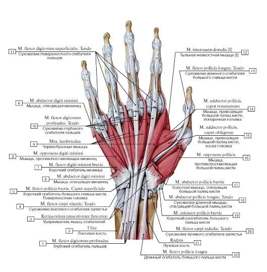 Сухожилия сгибателей кисти анатомия. Мышцы кисти ладонная поверхность. Сухожилия ладонной поверхности кисти анатомия. Мышцы ладонной поверхности кисти анатомия.