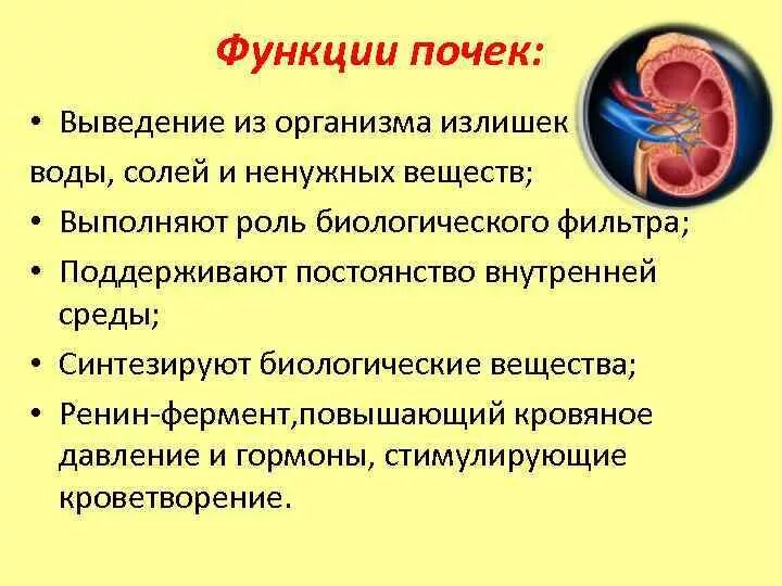 Назовите основные функции почек. Функциями почек в организме являются. Какова функция почек?. Какие функции выполняет почка.