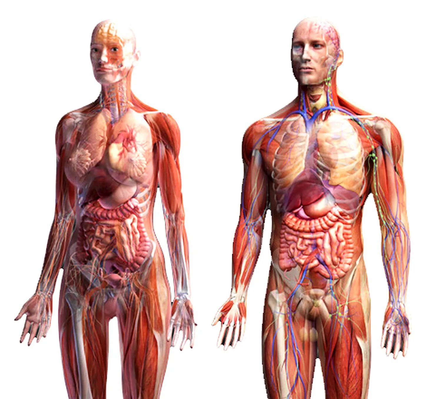 Здоровые органы человека. Тело человека. Организм человека. Человеческий организм.