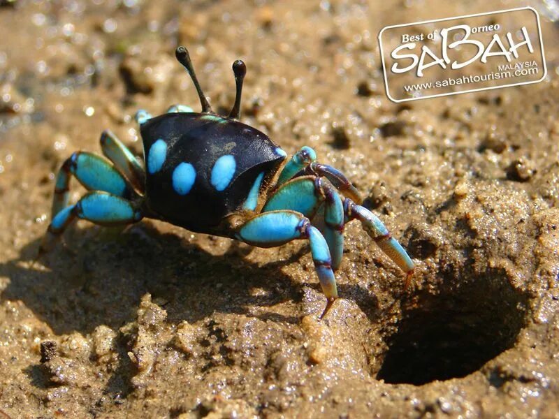Blue Borneo Crab. Морской Жук. Крабовидный Жук.