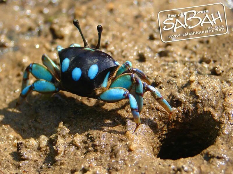 Жук краб. Blue Borneo Crab. Морской Жук. Крабовидный Жук.