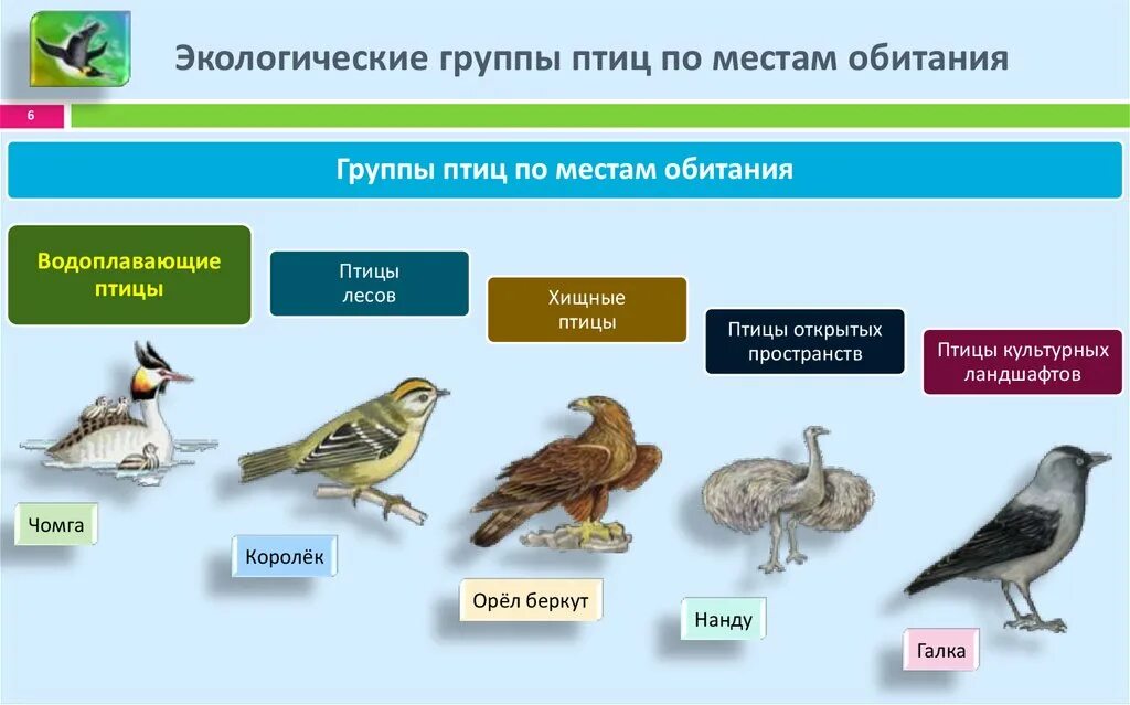 Экологические группы птиц. Классификация птиц. Экологические группы птиц по местам обитания. Экологические группы птиц птицы леса.