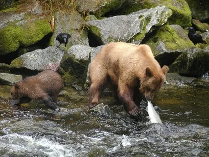 0 bear